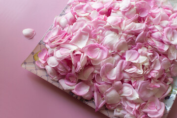Tea rose petals on pink background