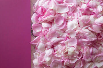 Tea rose petals on pink background