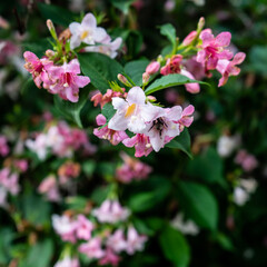 The flowering bush of coquitlam is charming .  pale pink flowers. A close-up of a Kolkwitzia bush Kolkwitzia amabilis with a blurred background in portrait format. Selective focus. 