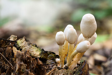 Inedible mushrooms growing in the tropical forest..