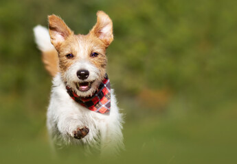 Playful happy healthy smiling dog running in the grass. Summer walking, pet puppy training