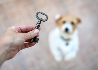 Trainer's hand holding a key to her cute listening obedient begging dog. Pet puppy training.