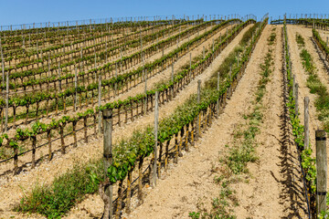 campo de vides, Estremoz, Alentejo, Portugal, europa