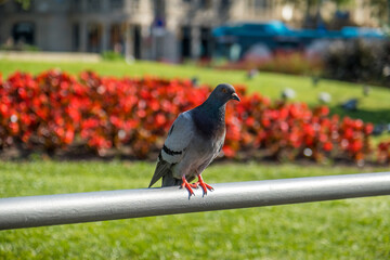 A dove on a fence against the backdrop of a city blooming flower bed. Plaza Catalunya in Barcelona