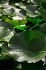 Leaves of water Lilly close up