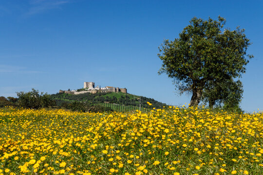 campo florido y castillo, Evoramonte ( concejo de Estremoz), Alentejo, Portugal, europa