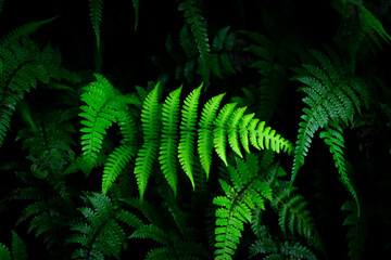Group dark background of thriving fern with deep rich greens. concept of nature