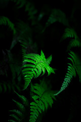 Fototapeta na wymiar Group dark background of thriving fern with deep rich greens. concept of nature