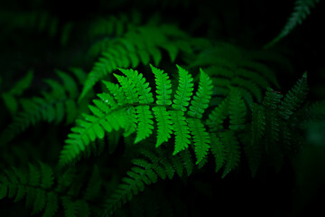 Fototapeta na wymiar Group dark background of thriving fern with deep rich greens. concept of nature