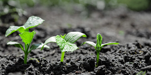 Vintage seedling growing on the ground in the rain.