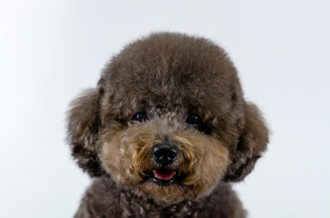 Adorable black Poodle dog smiling with happy face on white color background.