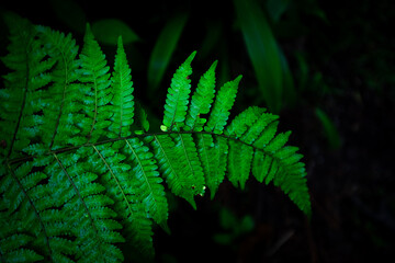 Group dark background of thriving fern with deep rich greens. concept of nature