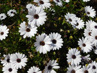 Dimorphotheca, or Osteospermum ecklonis, white daisy flowers