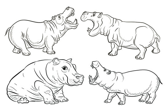In the animal world. An image of an African hippo. Black and white, linear drawing, coloring. Vector drawing.
