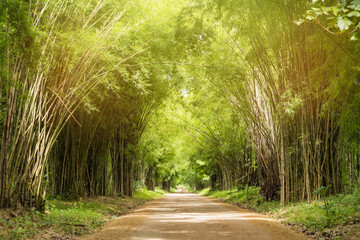 Fototapeta premium Tunnel bamboo trees and walkway.