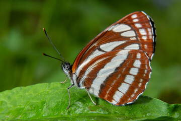 Pallas sailer or common glider butterfly, Neptis sappho, guarding its territory