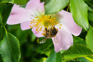 Honey bee Apis Mellifera is collecting pollen on white flower of bush dog rose. Latin rosa canina, similar to a sweet briar also called eglantine state flower or state symbol of Iowa and North Dakota