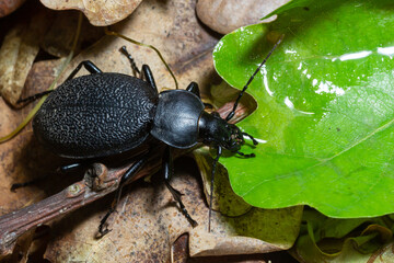 Carabus coriaceus is a species of beetle widespread in Europe, where it is primarily found in deciduous forests and mixed forests.