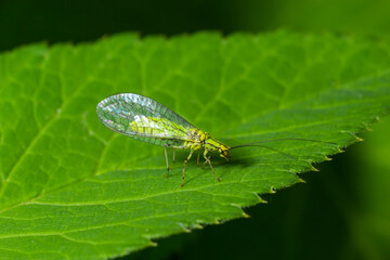 Green Lacewing, Chrysopa perla, hunting for aphids. It is an insect in the Chrysopidae family. The larvae are active predators and feed on aphids and other small insects