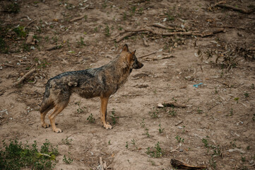 Wolf in the forest. Gray wolf stands on the ground