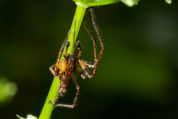 Close up macro shot of a brown forest spider on a flower stalk. Summer sunny day