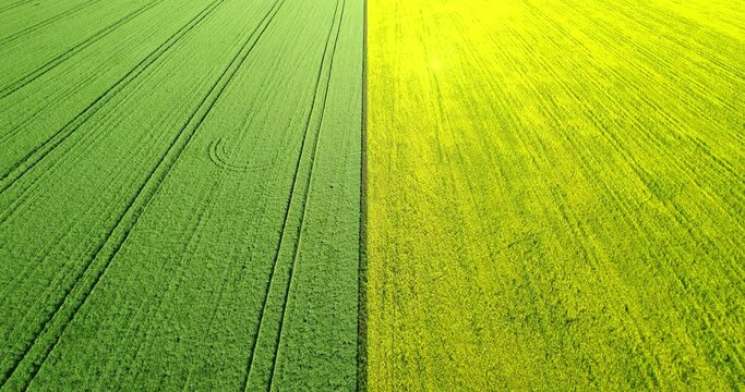 Agricultural field top view. Field with different crops, aerial view. Agricultural industry. The boundary between two fields