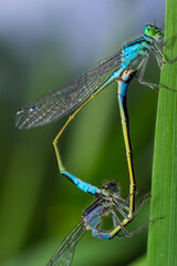 Two dragonflies Zygoptera mate, Odonata is an order of carnivorous insects, encompassing the dragonflies, Anisoptera, and the damselflies, Zygoptera