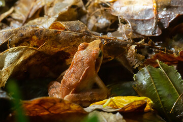 The wood frog, Lithobates sylvaticus or Rana sylvatica. Adult wood frogs are usually brown, tan, or rust-colored, and usually have a dark eye mask