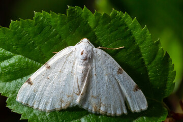 Lomographa temerata, the clouded silver, is a moth of the family Geometridae. Clouded silver moth, Lomographa temerata, from above - obrazy, fototapety, plakaty