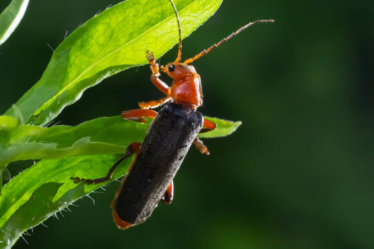Cantharis livida is a species of soldier beetle belonging to the genus Cantharis family Cantharidae