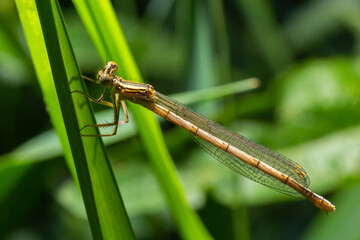 A blue featherleg damselfly, Platycnemis pennipes, resting on a plant, sunny day in summer