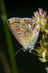 Close-up photo of butterfly Polyommatus Icarus which sits on a dry grass