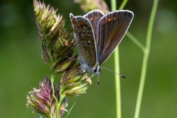 Close-up photo of butterfly Polyommatus Icarus which sits on a dry grass