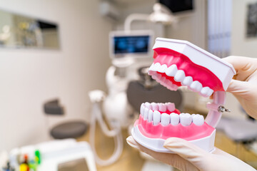 Fototapeta na wymiar Plastic anatomical model of a human jaw. Teeth plastic example.