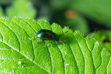 The beetle Chrysolina fastuosa close up pictures on the green leaves