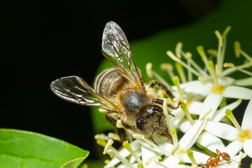 Honey bee with a basket for pollen sits on white flowers Cornus alba, red-barked, white or Siberian dogwood