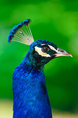 portrait of a peacock