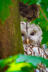 owl on tree hiding