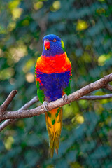 rainbow lorikeet in the tree