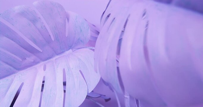 The camera moves slowly around monstera plant, skirting the large wide leaves, which are painted purple, like everything else in the room, slow motion, close up view
