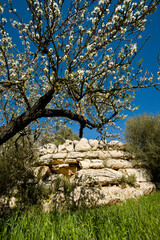 Talaiot de Sa Canova de Morell , o Sa Clova d'es Xot (cáscara del cordero),  época talayótica (1300-123 a. C.) . Arta. Comarca de Llevant. Mallorca. Spain © Tolo