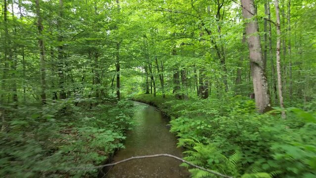 Drone Flight over Water Stream in a Forest in Summer
