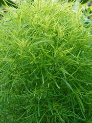 Kochia ou bassia scoparia tricophylla -   Kochie à balais ou cyprès d'été, herbe buissonnante...