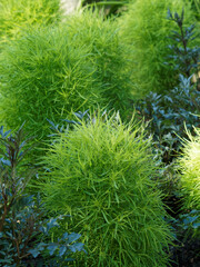 Kochia ou bassia scoparia tricophylla -   Kochie à balais ou cyprès d'été, herbe buissonnante au feuillage couvre-sol vert émeraude très décoratif en bordures et massifs