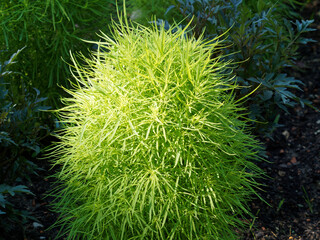 Kochia scoparia tricophylla | Cyprès d'été, ansérine à balais ou kochie, plante herbacée en...