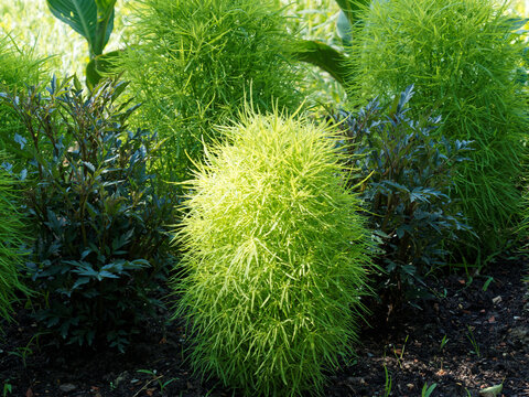 (Kochia scoparia ou bassia scoparia ) Kochia à balais ou Cyprès d'été cultivé comme arbrisseau ornemental ou petites haies colonnaires en parc et jardin