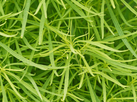 (Kochia scoparia tricophylla) Gros plan sur feuillage touffu tendre, &eacute;troit et lanc&eacute;ol&eacute; vert &eacute;meraude de Cypr&egrave;s d'&eacute;t&eacute; ou kochie &agrave; balais