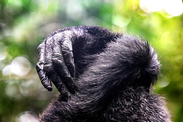 Detail of the hands of two chimpanzees, pan trolodytes, in Kibale National forest, Uganda. These...