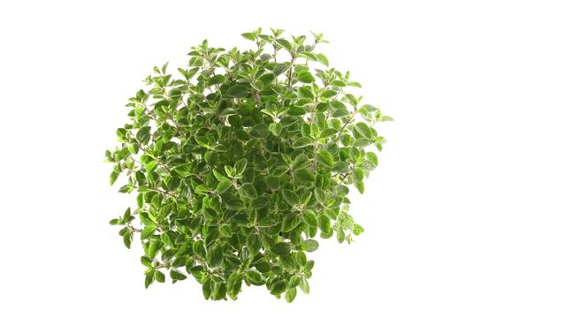 Oregano Kr&auml;uter im Blumentopf von oben - Drehteller