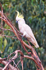 Sulphur-crested Cockatoo, Noosa, Australia